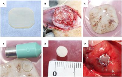 Application of Biosheets as Right Ventricular Outflow Tract Repair Materials in a Rat Model